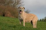 IRISH WOLFHOUND 354